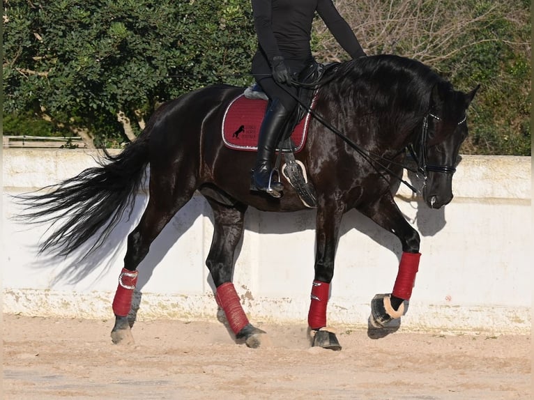 Minorchino Stallone 9 Anni 174 cm Morello in Menorca