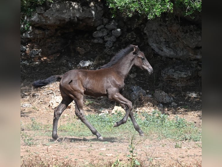 Minorchino Stallone Puledri (04/2026) 160 cm  in Menorca