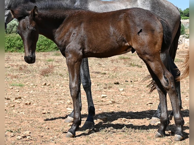 Minorchino Stallone Puledri (04/2026) 160 cm  in Menorca