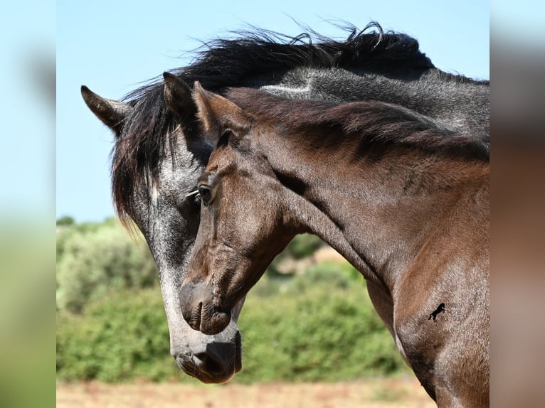 Minorchino Stallone Puledri (04/2026) 160 cm  in Menorca