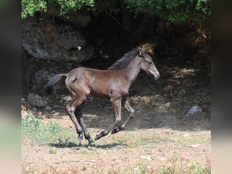 Minorchino Stallone Puledri (04/2026) 160 cm  in Menorca