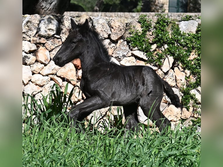 Minorchino Stallone Puledri (01/2026) 165 cm Morello in Menorca