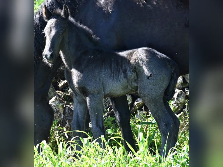 Minorchino Stallone Puledri (01/2026) 165 cm Morello in Menorca
