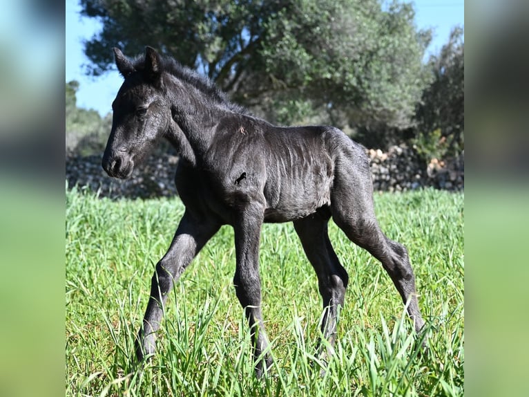 Minorchino Stallone Puledri (01/2026) 165 cm Morello in Menorca