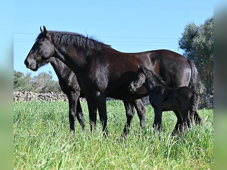 Minorchino Stallone Puledri (01/2026) 165 cm Morello in Menorca