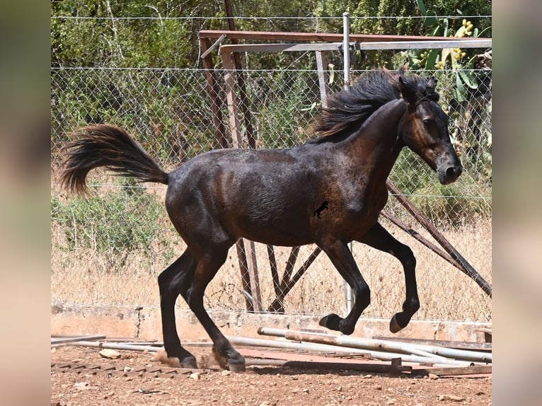 Minorchino Stallone Puledri (01/2026) 166 cm Morello in Mallorca