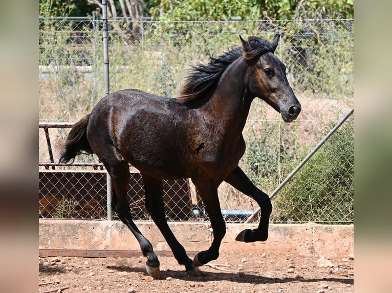 Minorchino Stallone Puledri (01/2026) 166 cm Morello in Mallorca