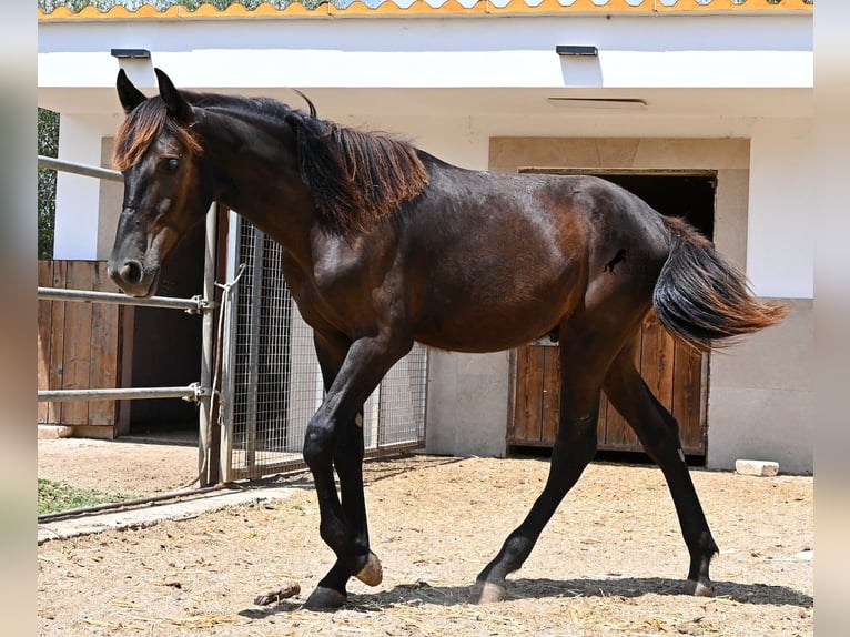 Minorchino Stallone Puledri (01/2026) 166 cm Morello in Mallorca