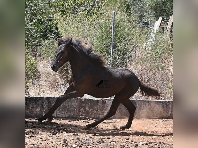 Minorchino Stallone Puledri (01/2026) 166 cm Morello in Mallorca