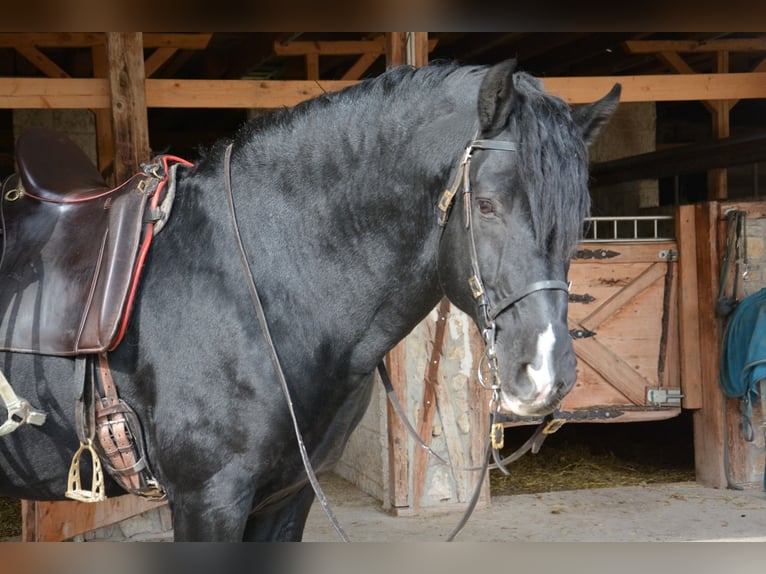 Minorquin Étalon 10 Ans 162 cm Noir in Bonndorf im Schwarzwald