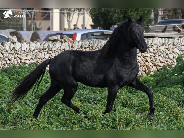 Minorquin Étalon 11 Ans 155 cm Noir in Menorca