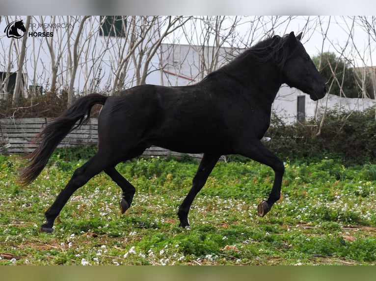 Minorquin Étalon 11 Ans 159 cm Noir in Menorca