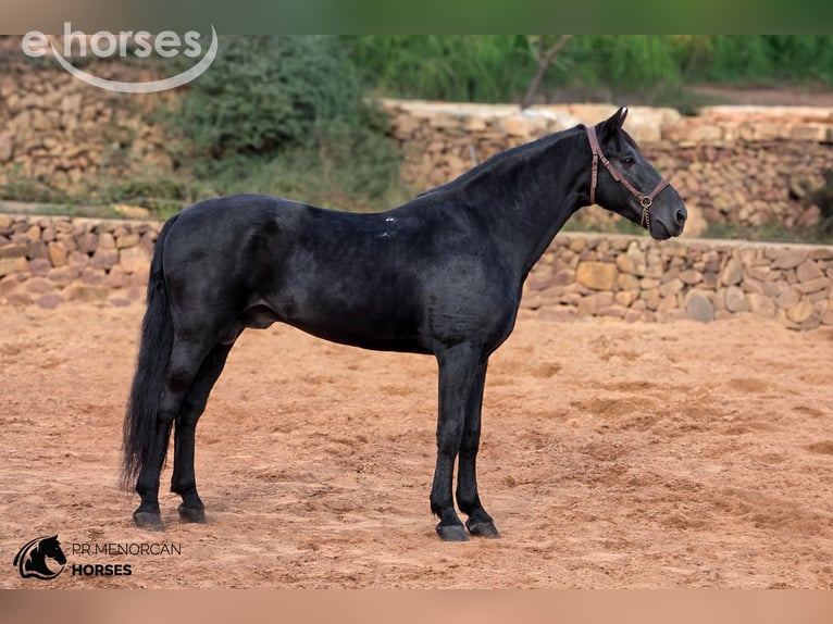 Minorquin Étalon 12 Ans 162 cm Noir in Ciutadella De Menorca