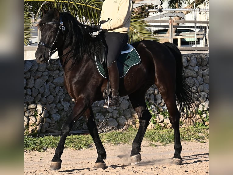 Minorquin Étalon 12 Ans 166 cm Noir in Menorca