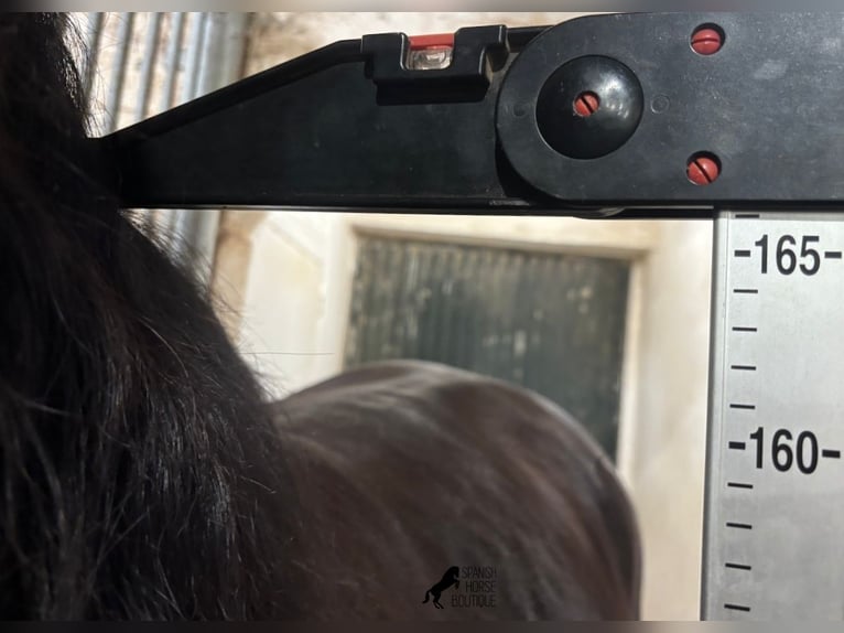 Minorquin Étalon 12 Ans 166 cm Noir in Menorca