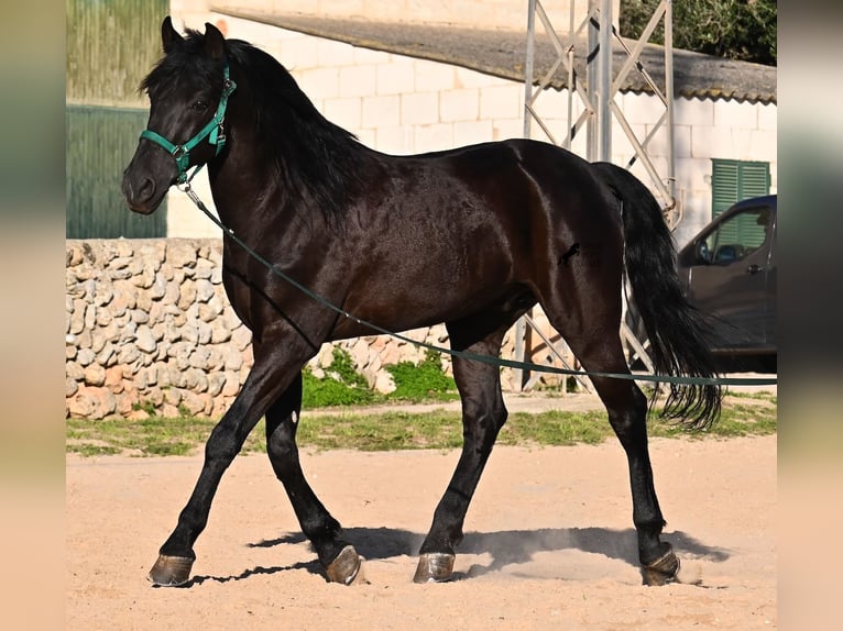 Minorquin Étalon 12 Ans 166 cm Noir in Menorca