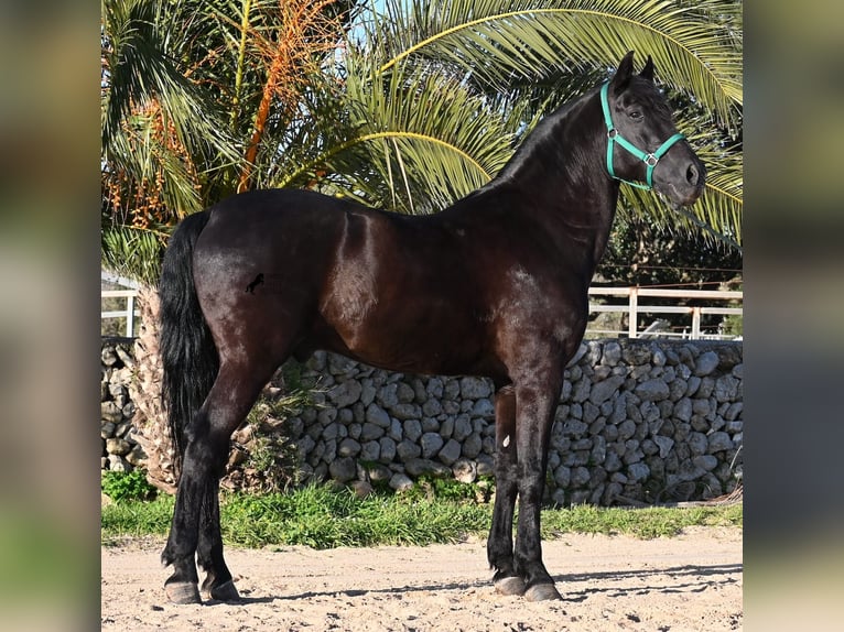Minorquin Étalon 12 Ans 166 cm Noir in Menorca