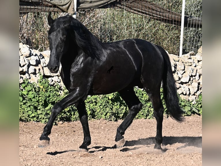 Minorquin Étalon 15 Ans 160 cm Noir in Menorca