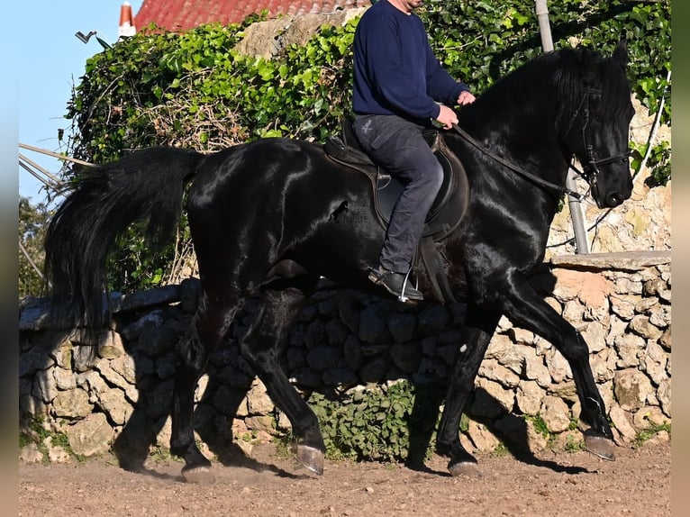 Minorquin Étalon 15 Ans 160 cm Noir in Menorca