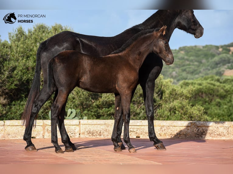 Minorquin Étalon 1 Année 155 cm Noir in Menorca