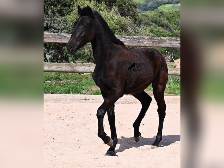 Minorquin Étalon 1 Année 156 cm Noir in Menorca
