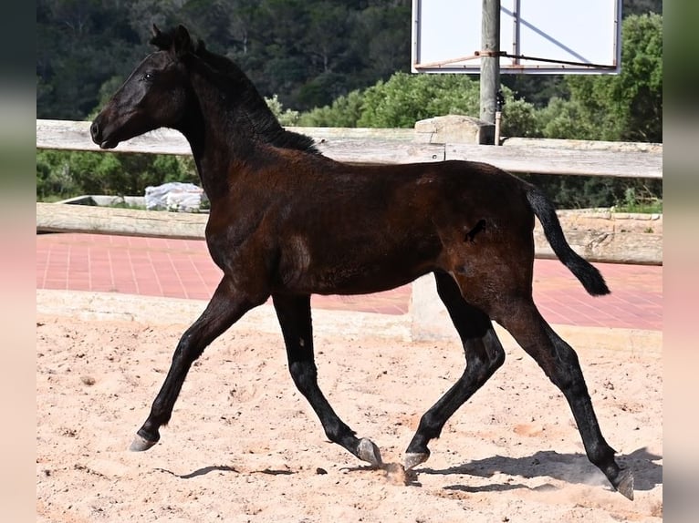 Minorquin Étalon 1 Année 156 cm Noir in Menorca