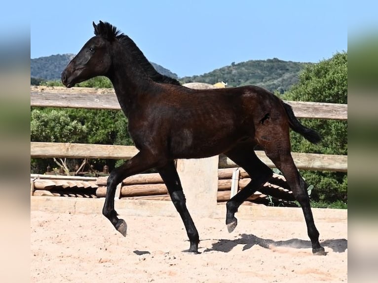 Minorquin Étalon 1 Année 156 cm Noir in Menorca