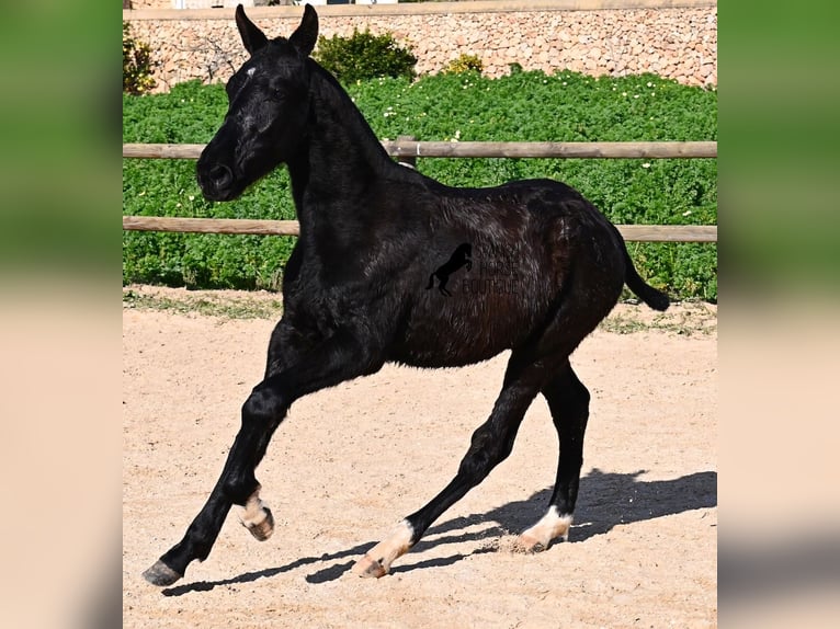 Minorquin Étalon 1 Année 160 cm Noir in Menorca