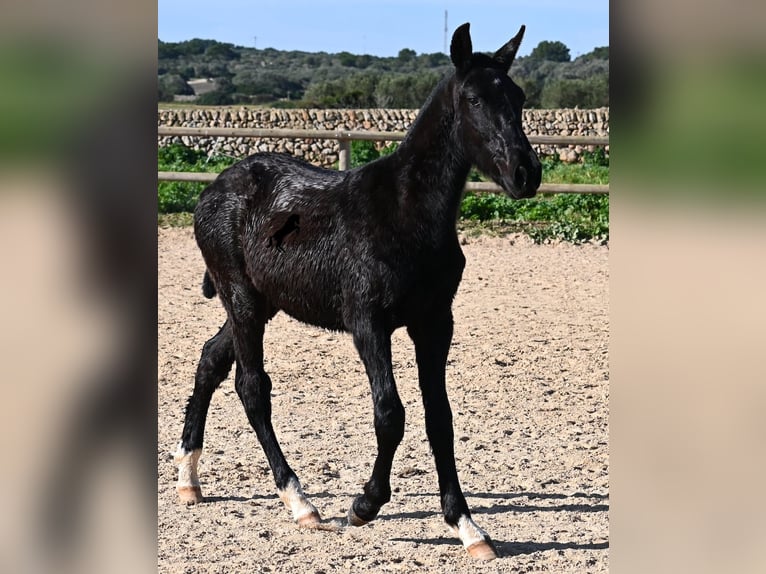 Minorquin Étalon 1 Année 160 cm Noir in Menorca