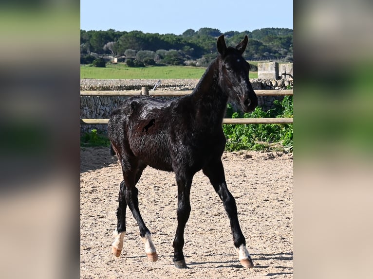 Minorquin Étalon 1 Année 160 cm Noir in Menorca