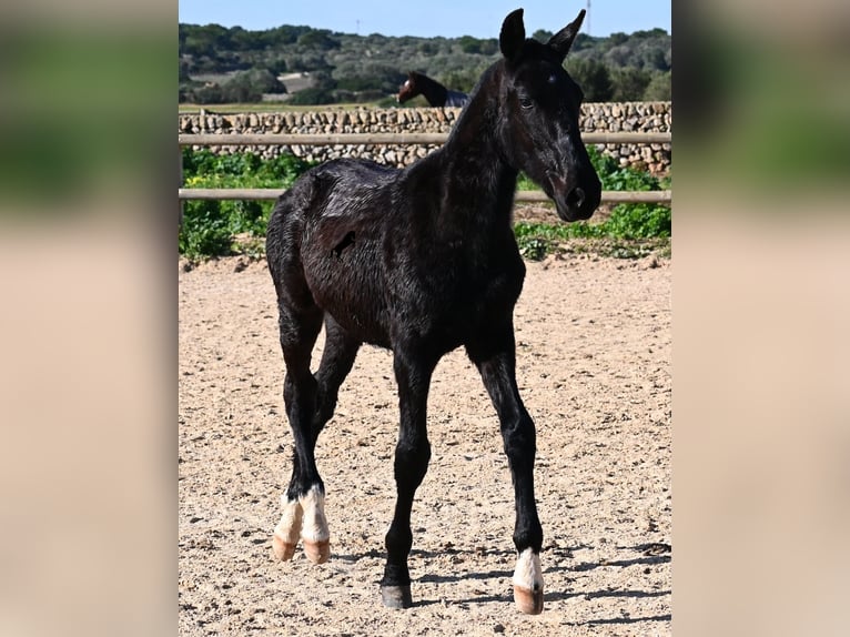 Minorquin Étalon 1 Année 160 cm Noir in Menorca