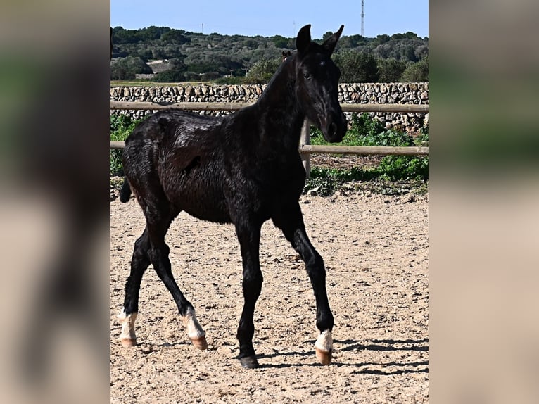 Minorquin Étalon 1 Année 160 cm Noir in Menorca