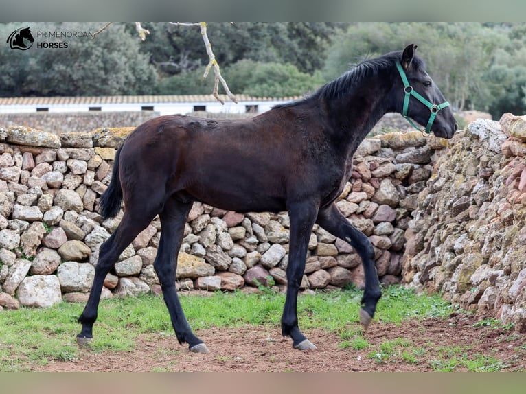 Minorquin Étalon 1 Année 160 cm Noir in Menorca