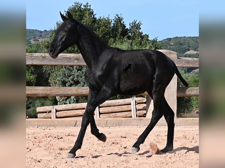 Minorquin Étalon 1 Année 160 cm Noir in Menorca