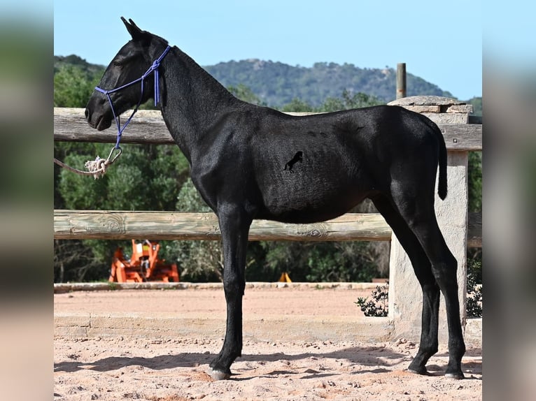 Minorquin Étalon 1 Année 160 cm Noir in Menorca