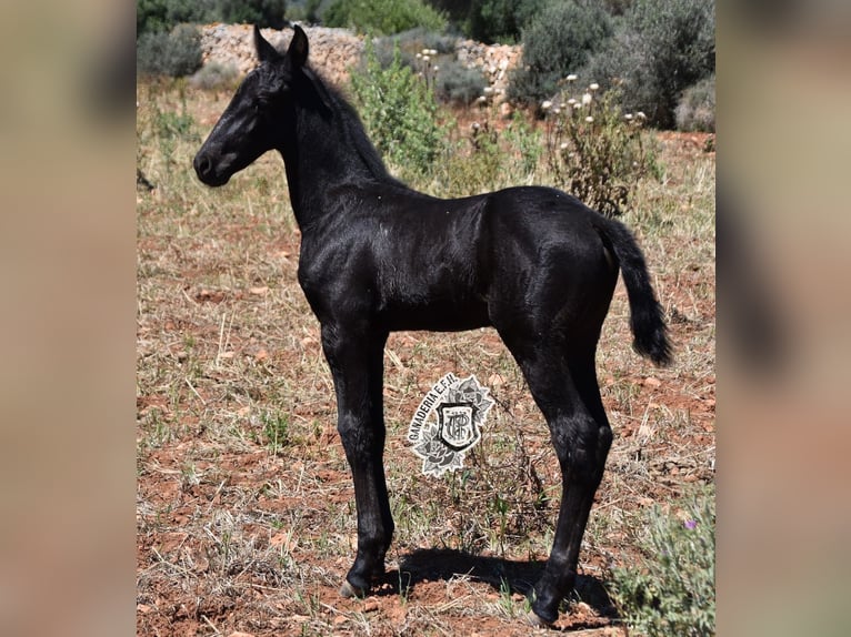 Minorquin Étalon 1 Année 162 cm Noir in Menorca