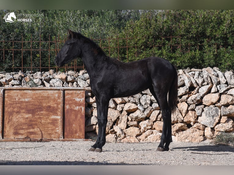 Minorquin Étalon 1 Année 163 cm Noir in Menorca