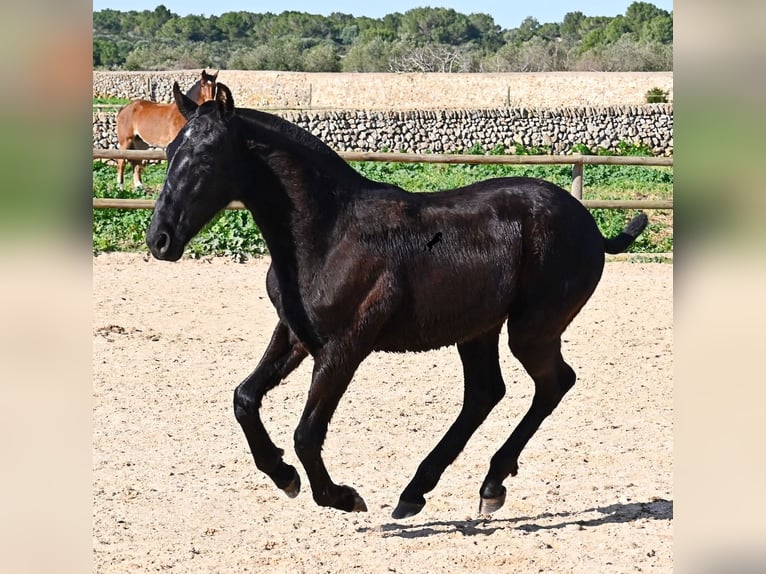 Minorquin Étalon 1 Année 163 cm Noir in Menorca