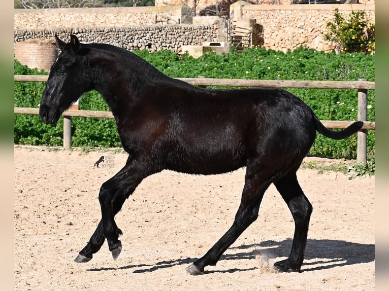 Minorquin Étalon 1 Année 163 cm Noir in Menorca