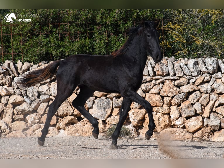 Minorquin Étalon 1 Année 163 cm Noir in Menorca