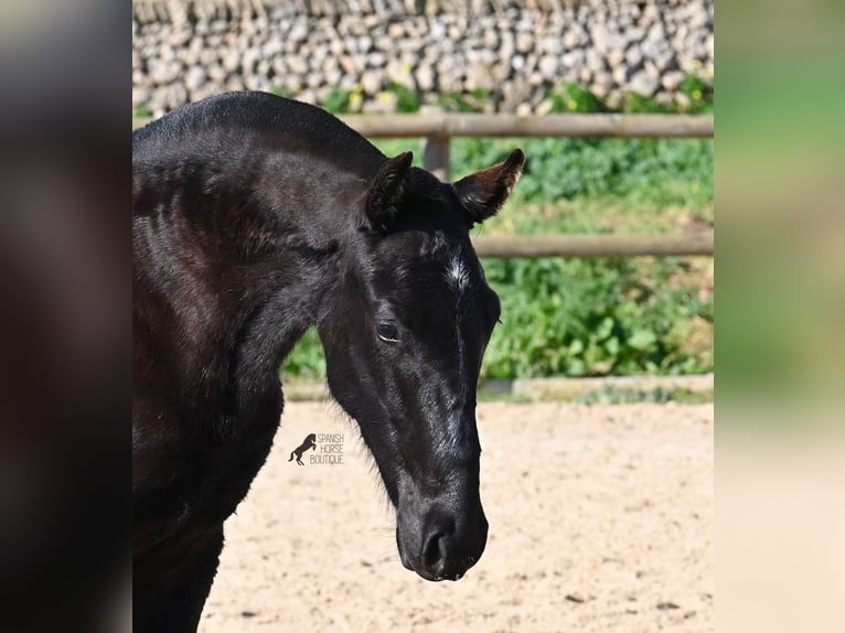 Minorquin Étalon 1 Année 163 cm Noir in Menorca