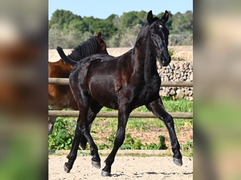 Minorquin Étalon 1 Année 163 cm Noir in Menorca