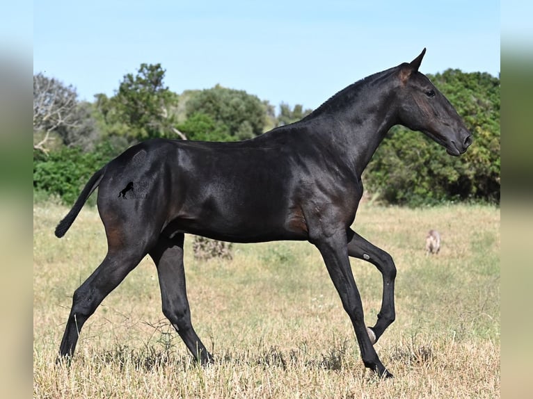 Minorquin Étalon 1 Année 163 cm Noir in Menorca