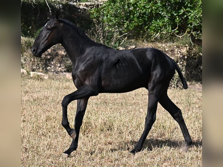 Minorquin Étalon 1 Année 163 cm Noir in Menorca