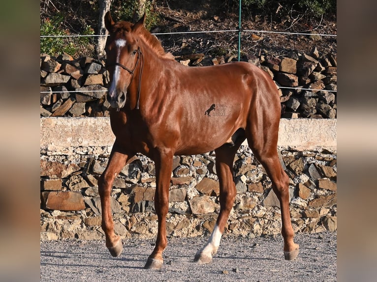 Minorquin Étalon 1 Année 164 cm Alezan in Menorca