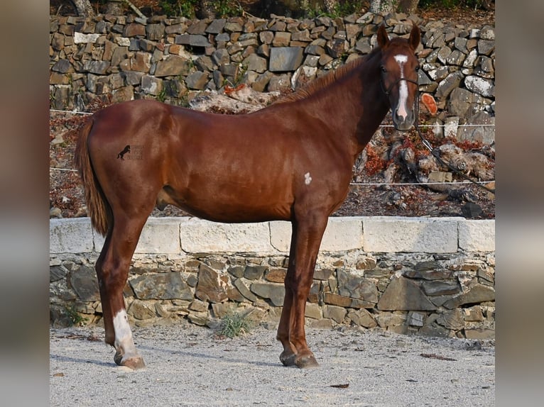 Minorquin Étalon 1 Année 164 cm Alezan in Menorca