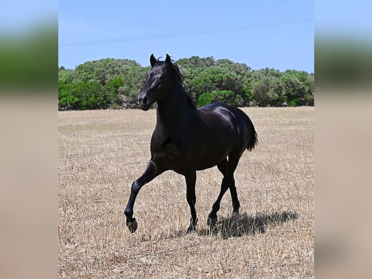 Minorquin Étalon 2 Ans 160 cm Noir in Menorca