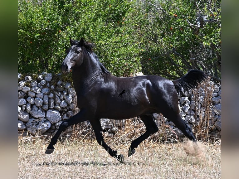 Minorquin Étalon 2 Ans 160 cm Noir in Menorca