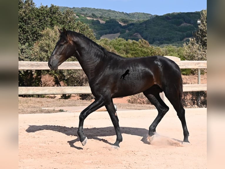 Minorquin Étalon 2 Ans 160 cm Noir in Menorca