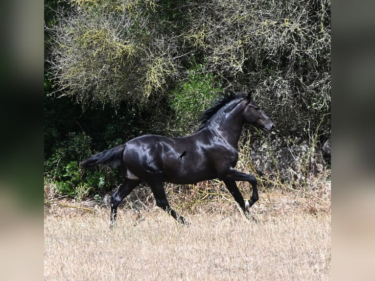 Minorquin Étalon 2 Ans 160 cm Noir in Menorca